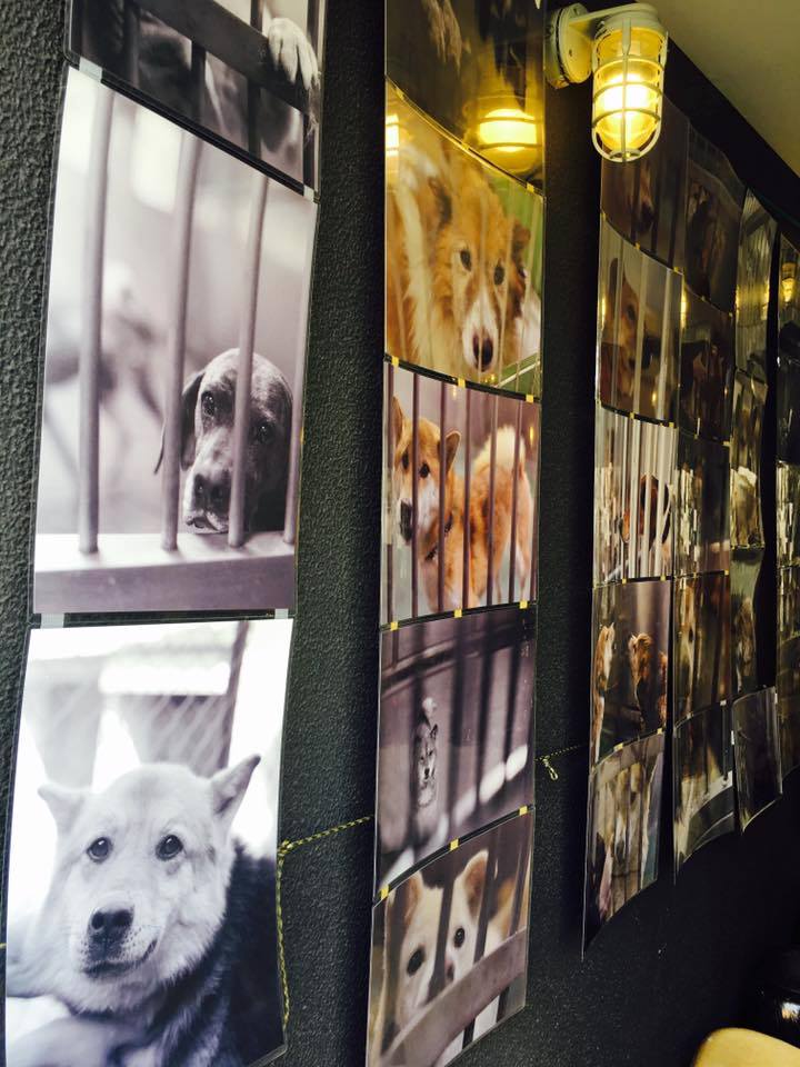 殺処分0のセンターで生きるということ神奈川県動物保護センターの犬と猫たち tumugu＝つむぐ＝プロジェクト